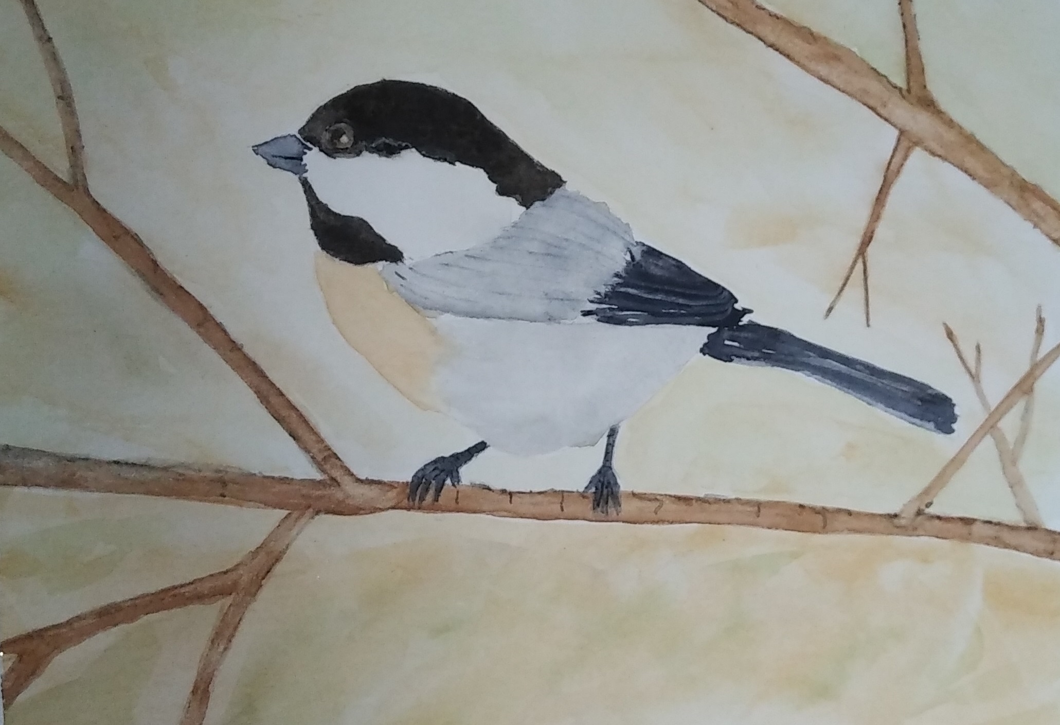 Black Capped Chickadee – $39