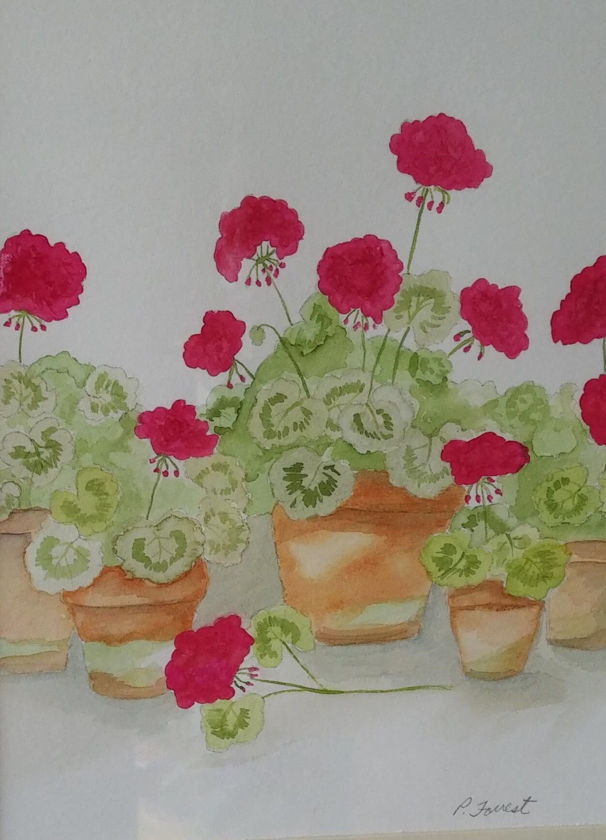 Watercolour Geraniums – Private Collection