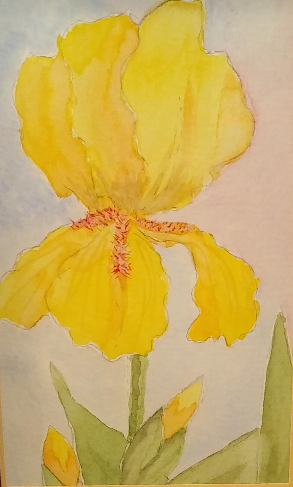 Yellow Iris – SOLD