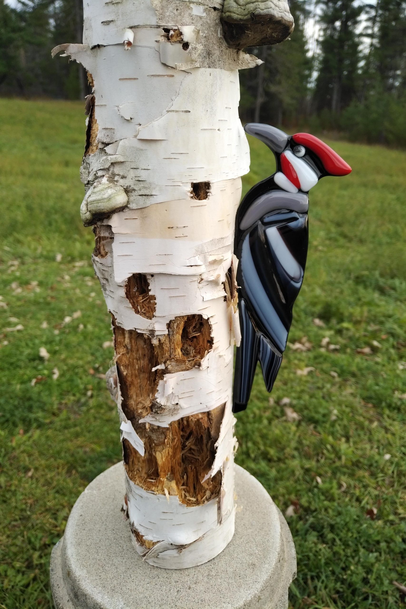 Pileated Woodpecker – $99