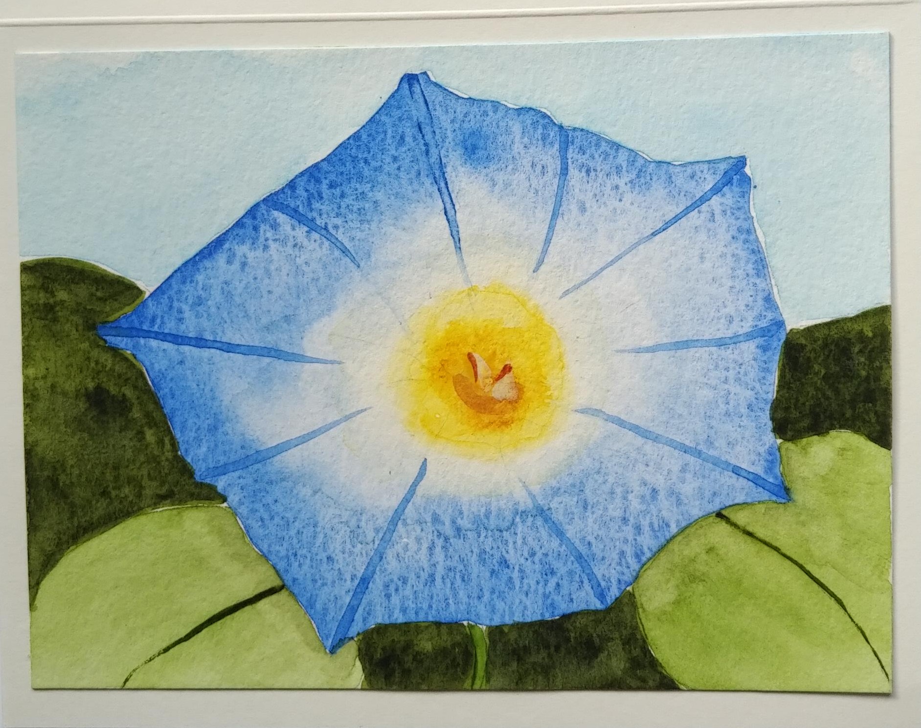 Morning Glory Note Card